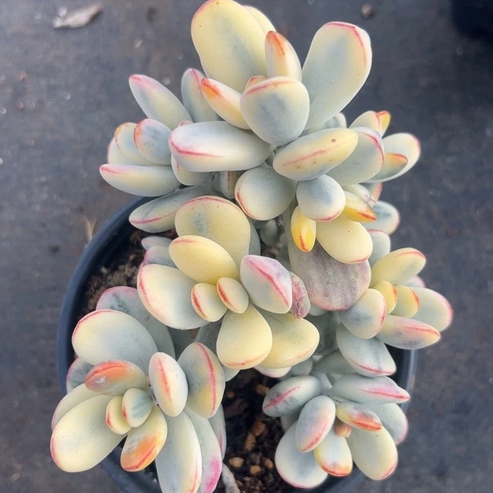 无花朵104号福娘锦无砍