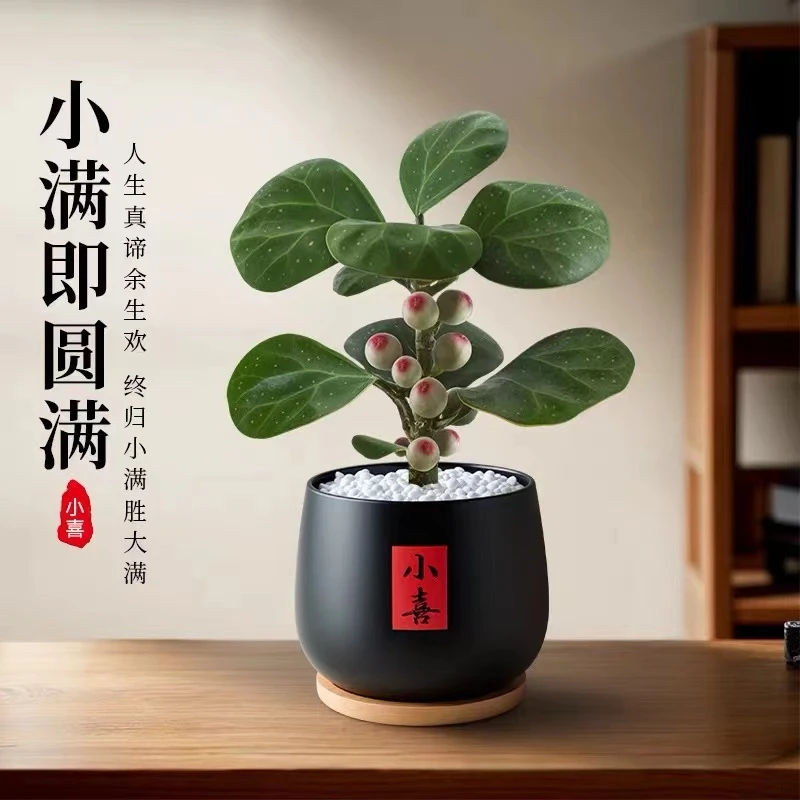 小盼菩提树盆栽室内外适用吸甲醛好养景观叶植物花卉好样四季客厅