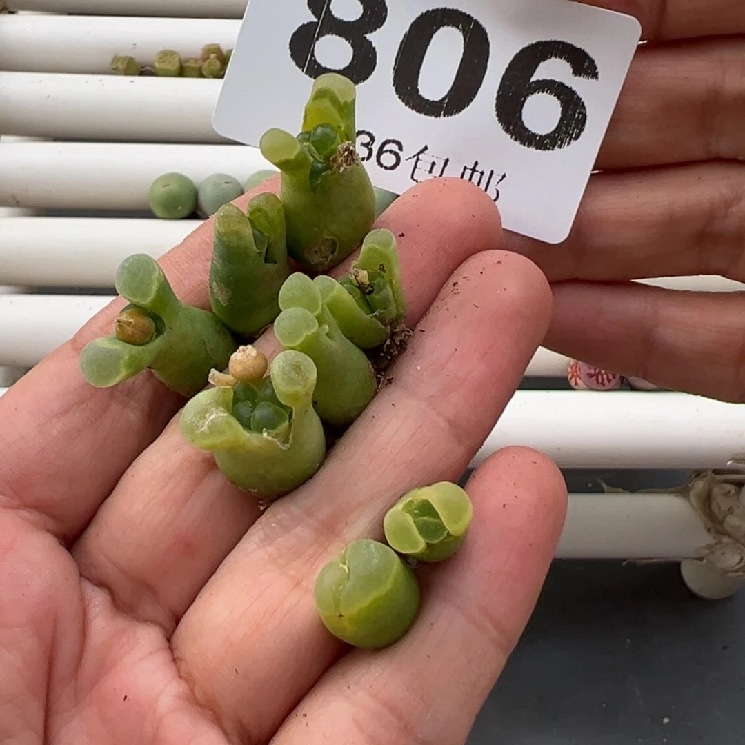 ?**?3.9好看的多肉脱土发货806