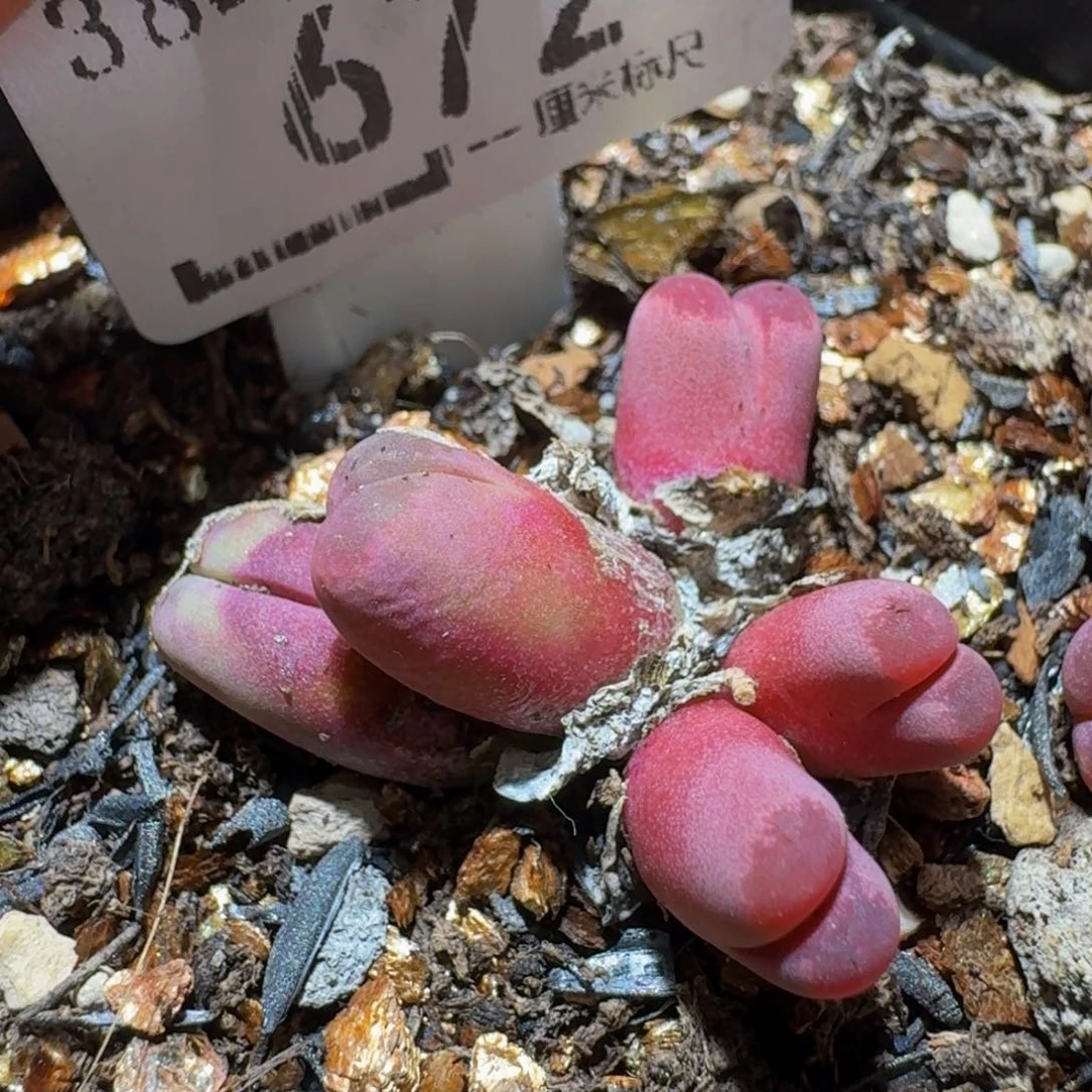 Ssss精品生石花672