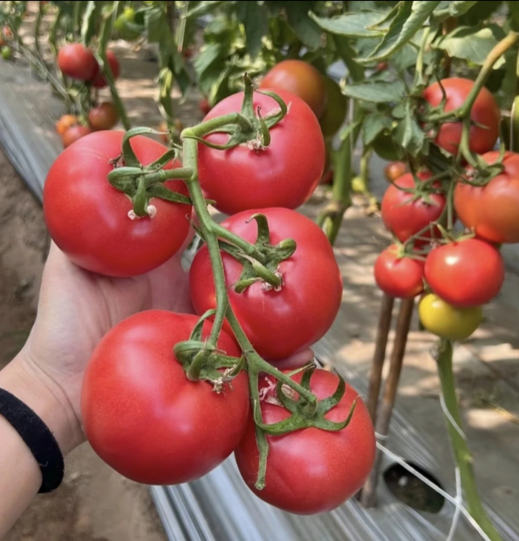 露天种植新鲜现摘自然熟沙瓤西红柿当季蔬菜水果