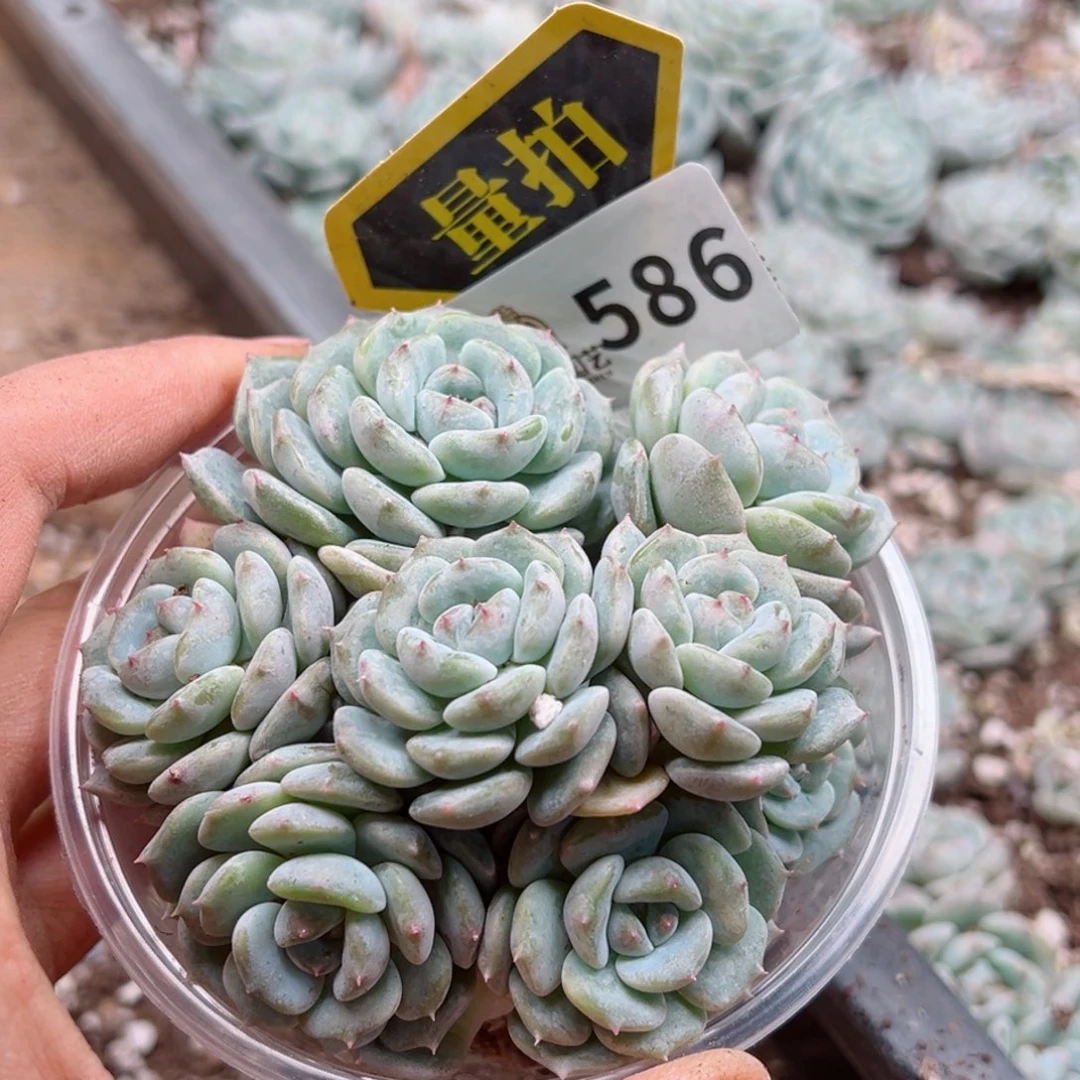 多肉植物多肉植物