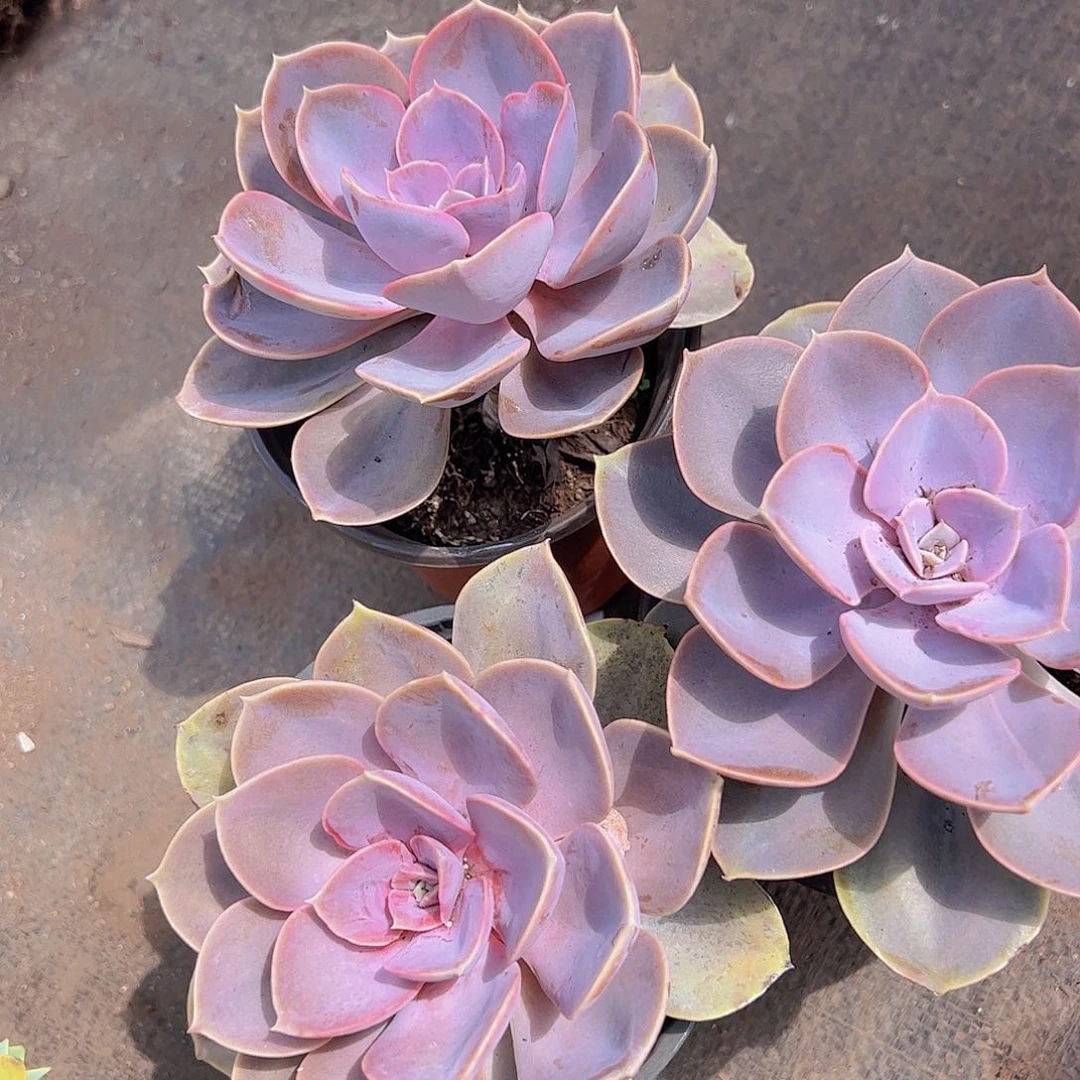 紫丁香三颗 多肉植物