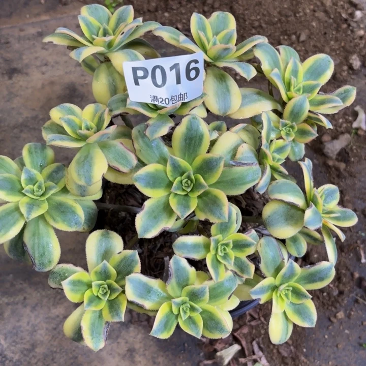 瑞妈多肉植物，016.