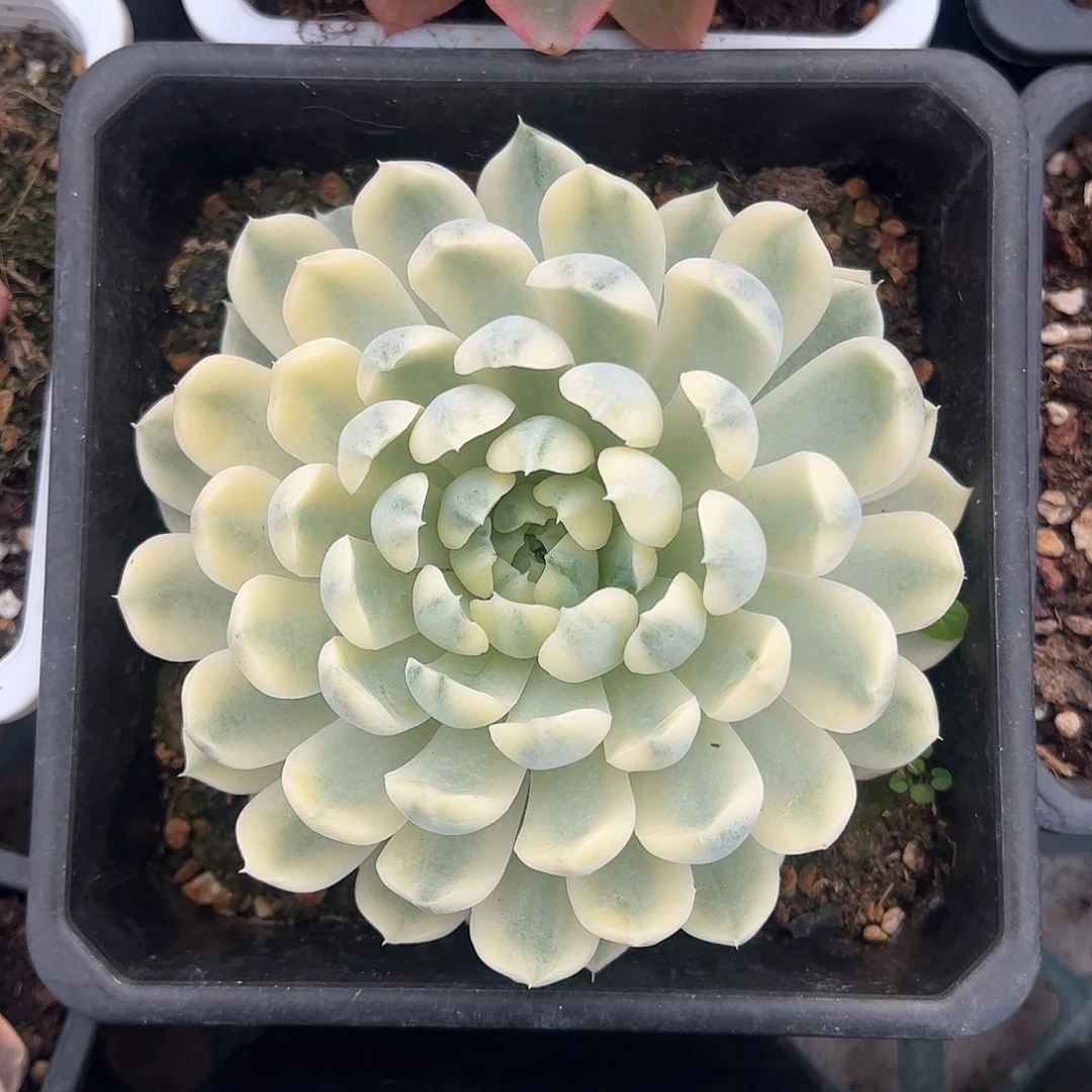 香草月影锦 婕宝一物一拍