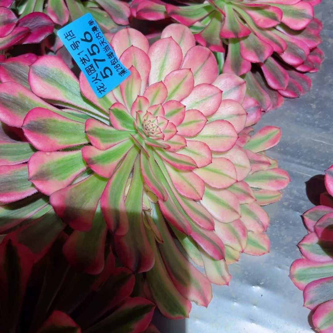 粉铜5756多肉植物