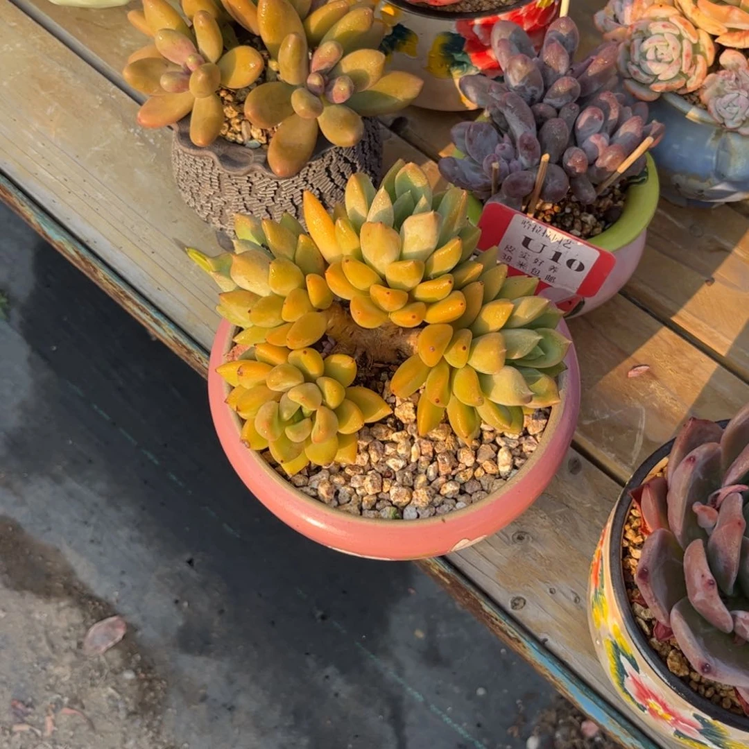 成*多肉植物1111111