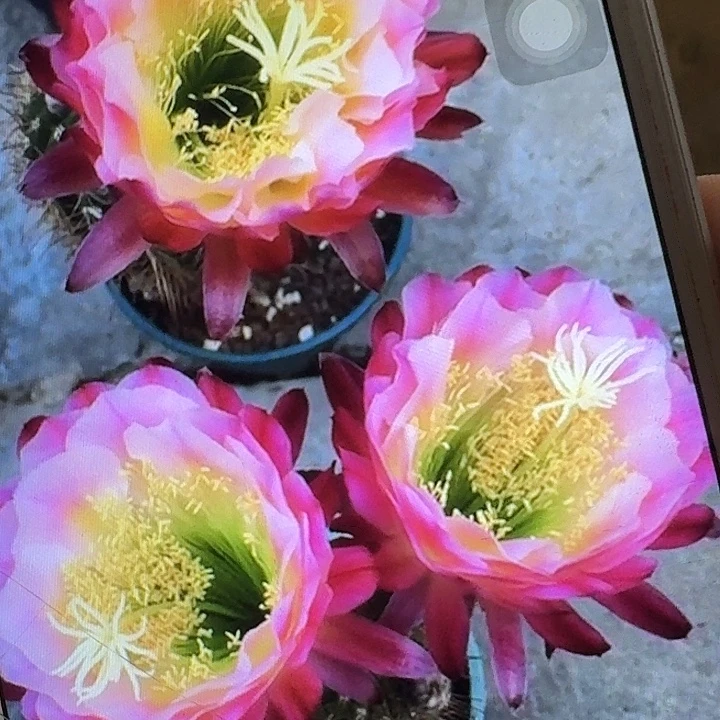 茉莉侧芽5公分左右毛花柱（20包邮）开花带香味