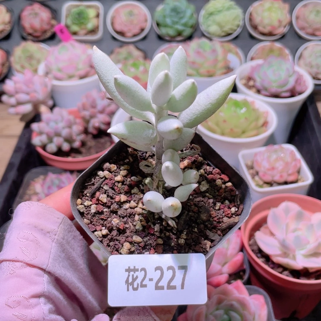 花利美2-227银月