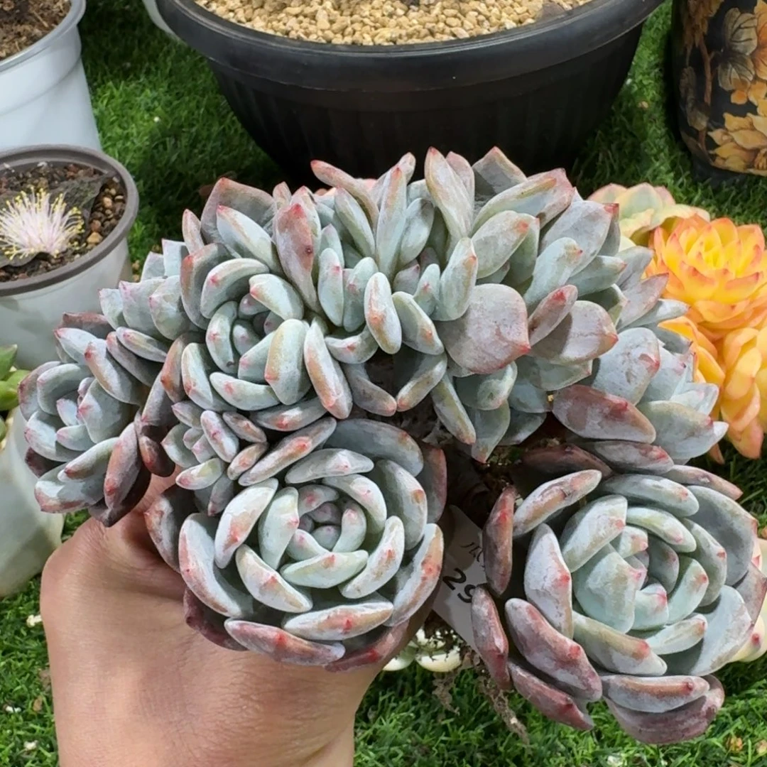 L***೨2979橙梦露树缀多肉植物