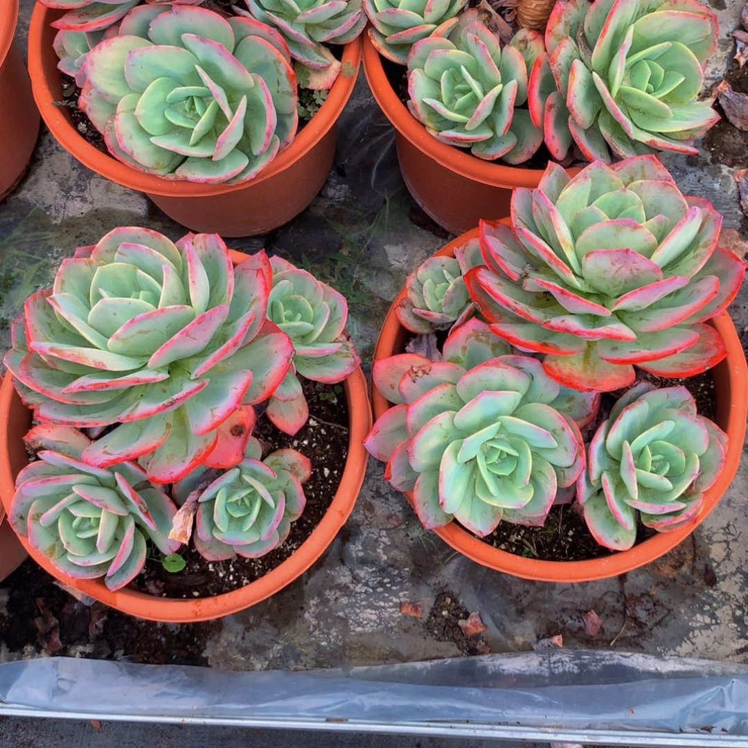 秀***中血凤群生多肉植物