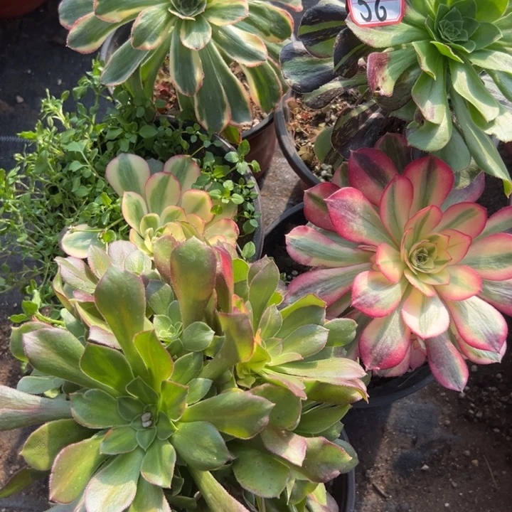 多肉植物56不售后