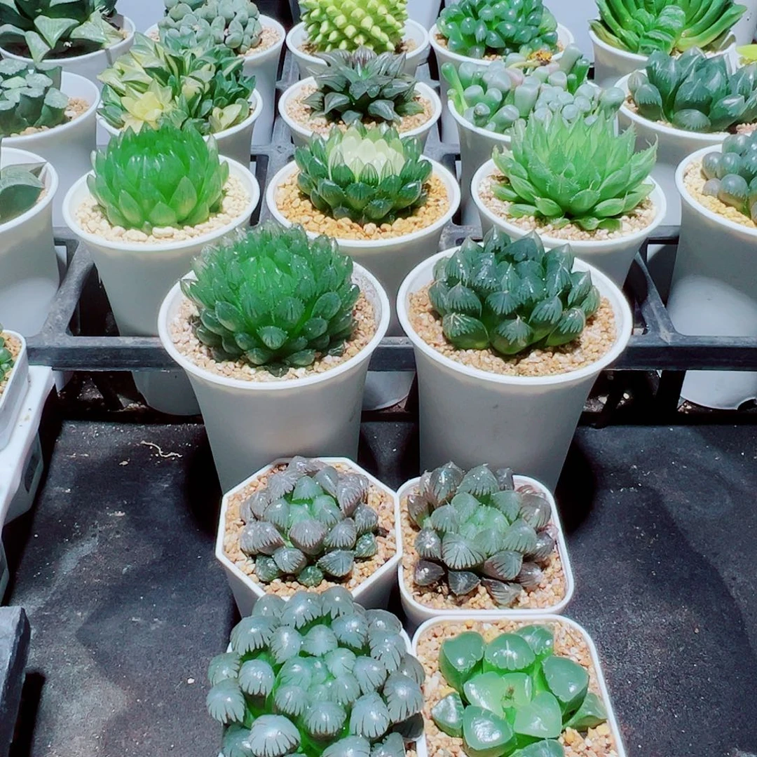 6颗玉露福利，46，666