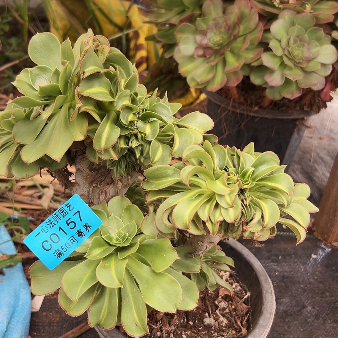 多肉植物0157缀化