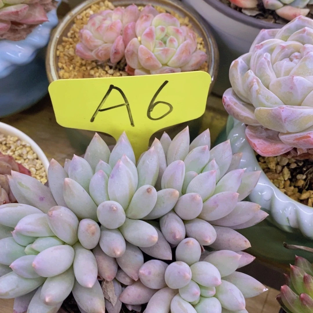 跨年夜，福利专场，一单就包邮，感谢大家