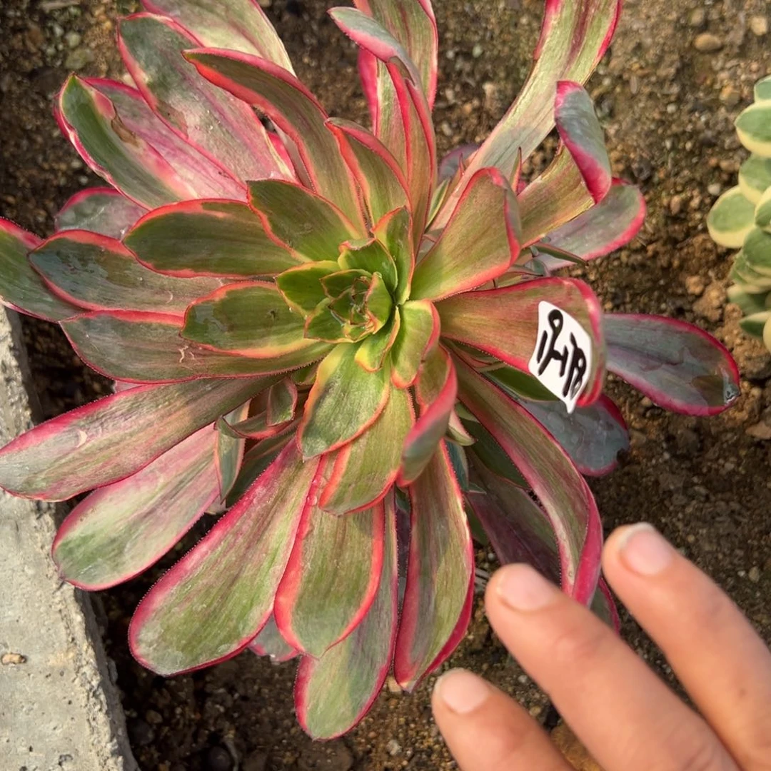 178红魔女多肉多肉植物