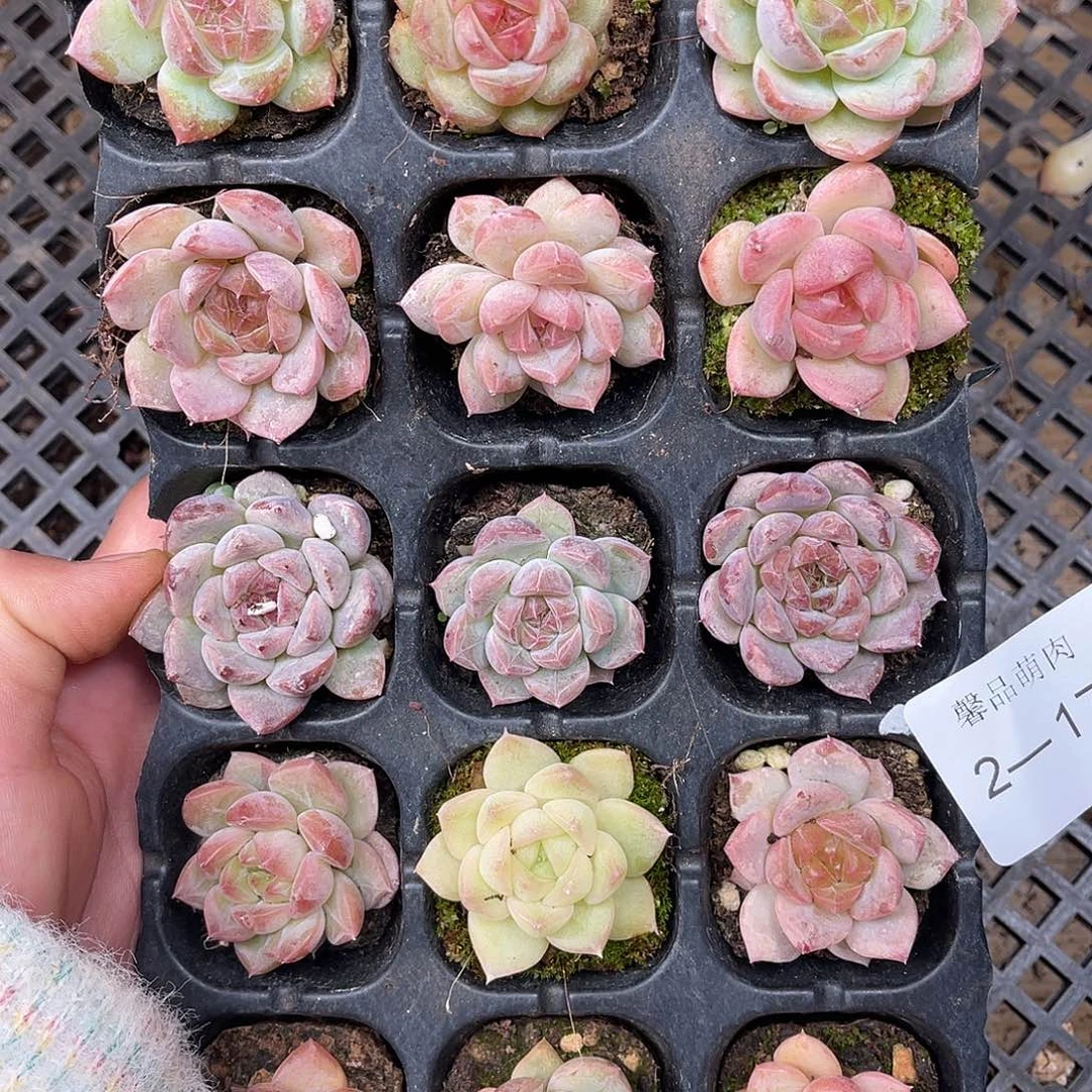 多肉一物一拍2-174