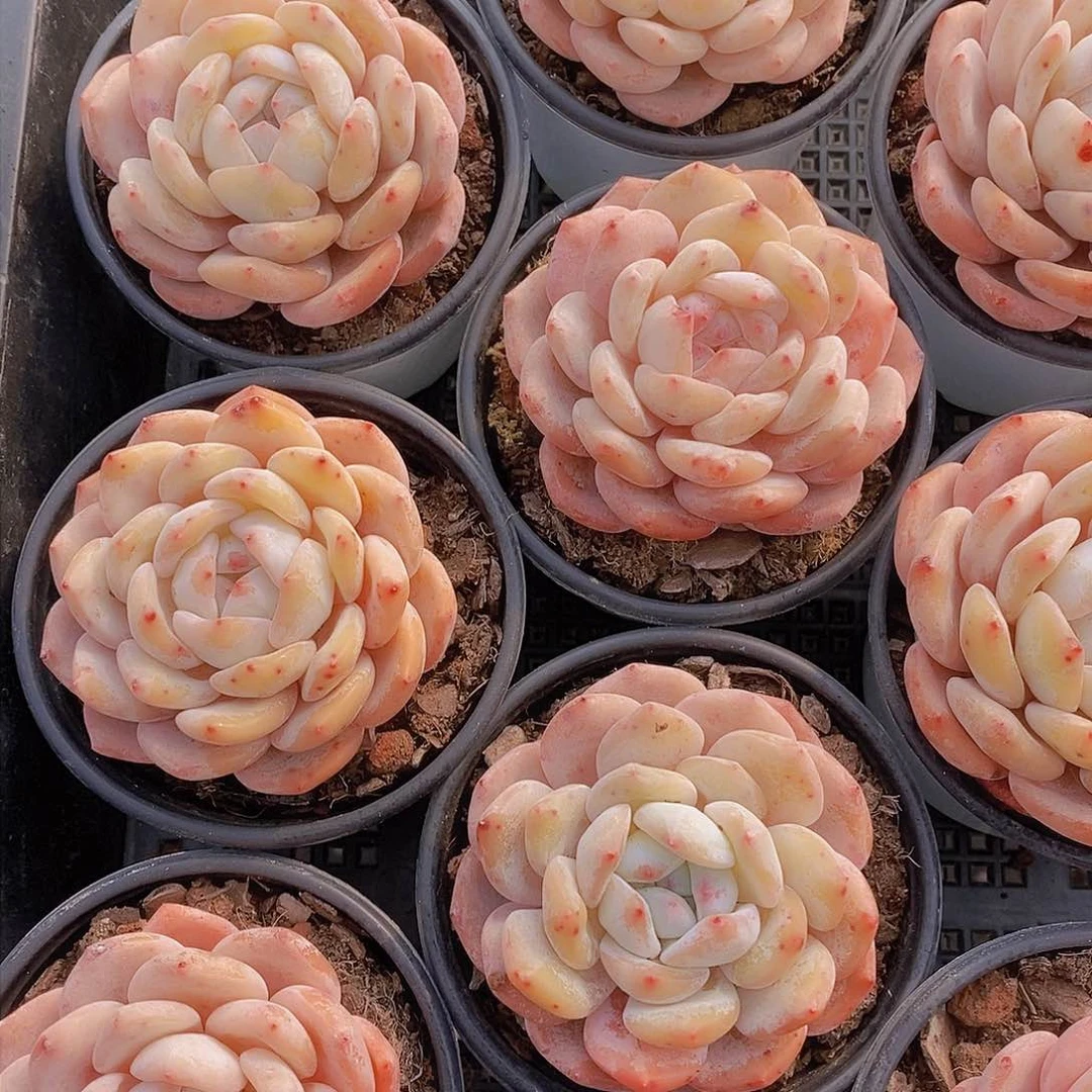 0308-墩墩橙单头一颗 量拍