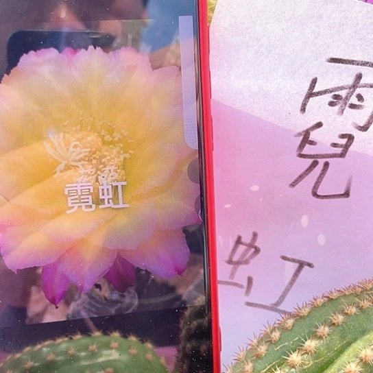 霓虹 无根侧牙 满18包邮