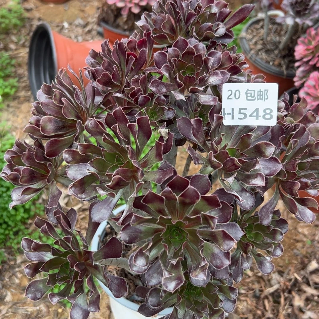 548黑发七彩，多肉法师