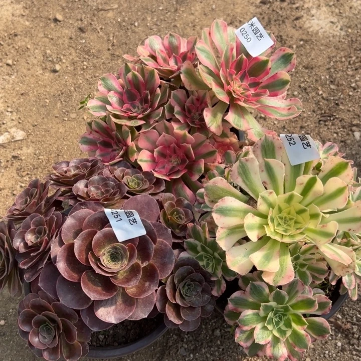 粉水晶粉女巫魅金玫瑰三颗250-51-52