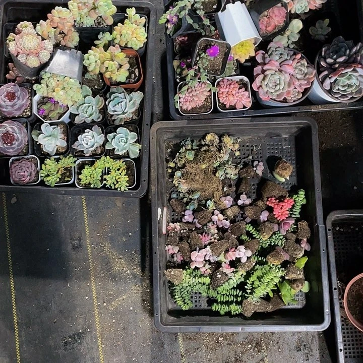 小****三筐托土发货托土