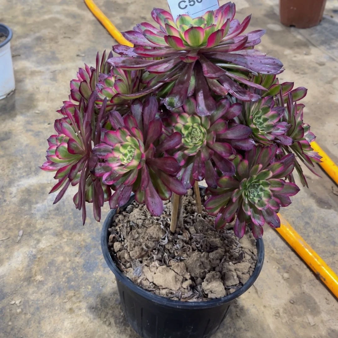 一****多肉植物508红胭脂