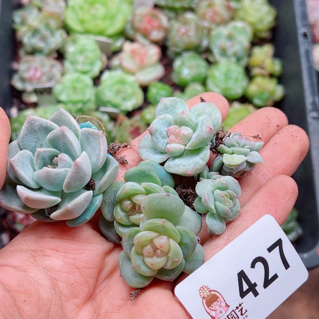 奶****葵多肉植物多肉植物