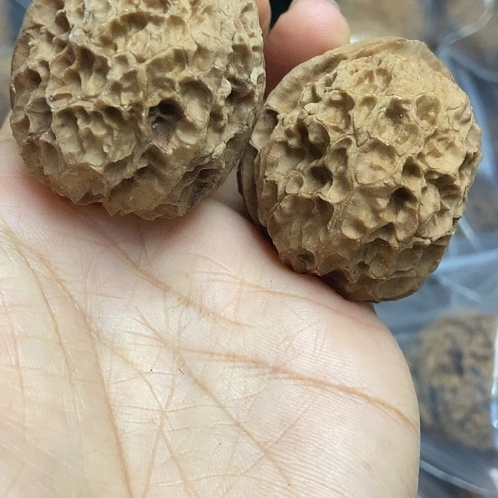 木质类云南铁核桃基地20