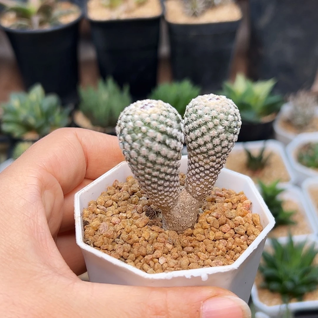 双头实生海胆娇丽