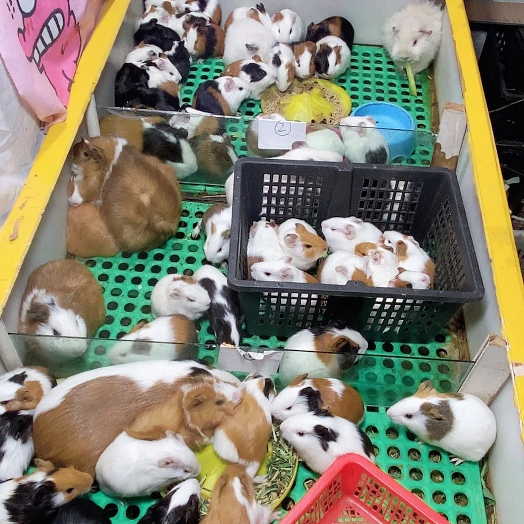 豚鼠成年大荷兰猪直播间选好截图