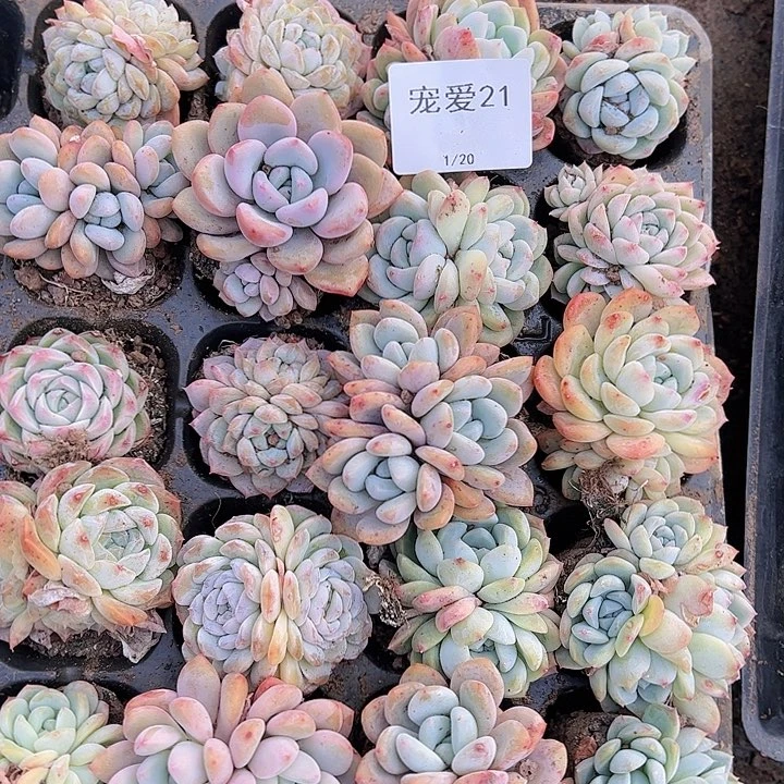 直播福利一物一拍21