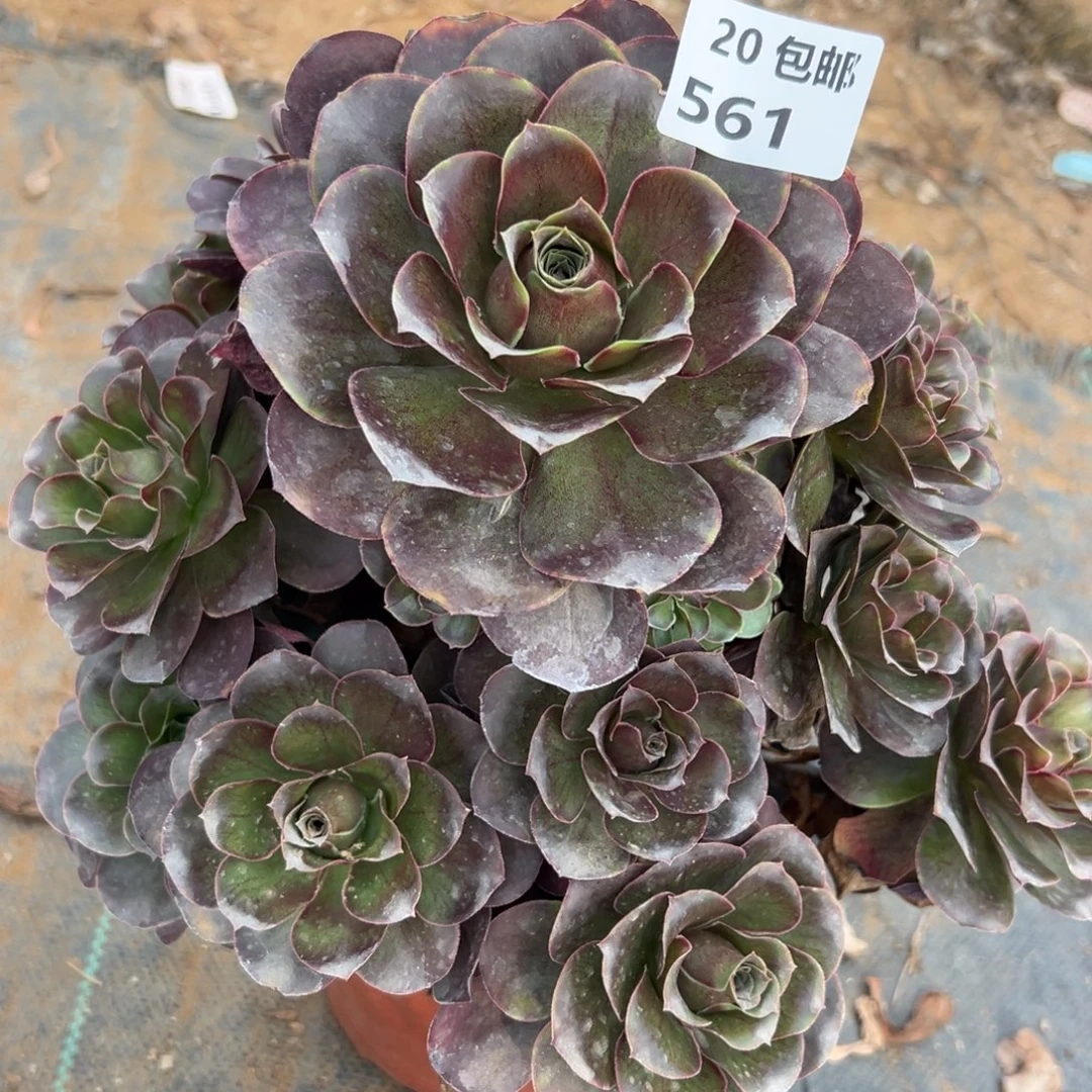 561魅金，满20包邮嘟叮熊