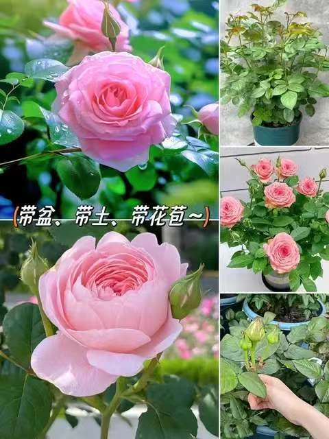 （仙度瑞拉）新手易养阳台庭院盆栽月季多季节开花爆花植物基地直发