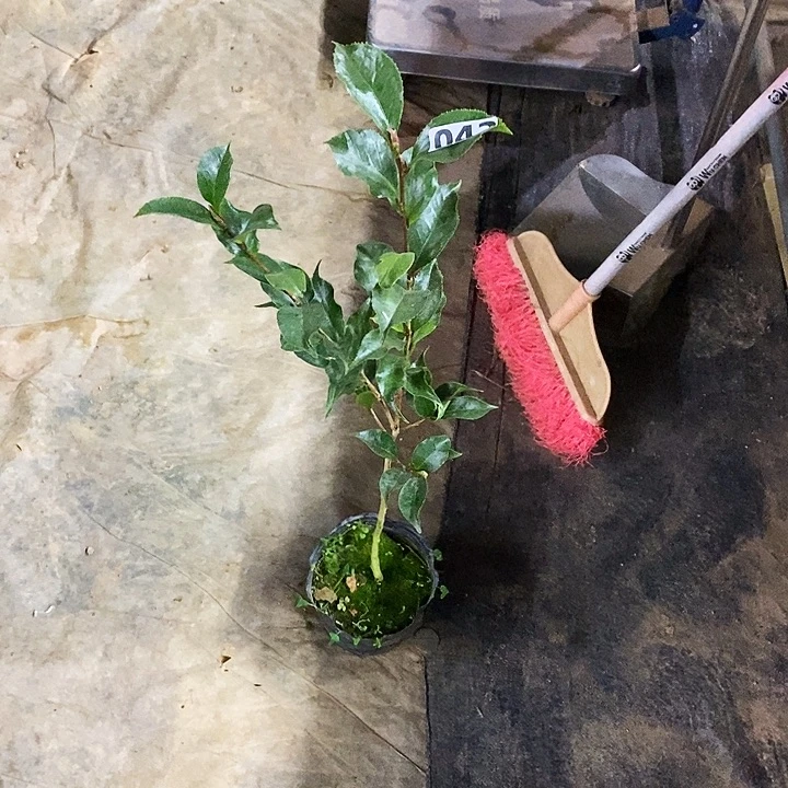 黑魔法。   042。