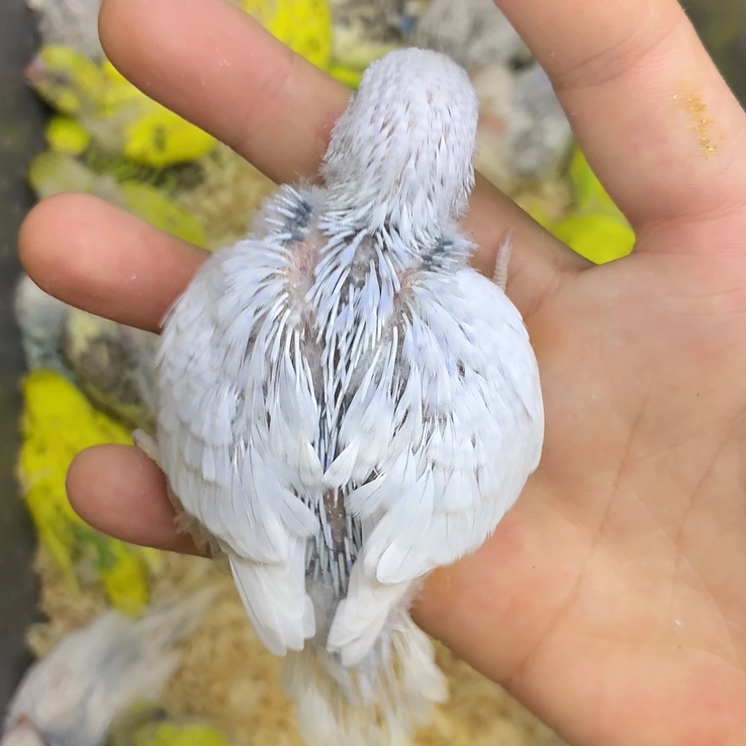 虎皮鹦鹉爱她哭我