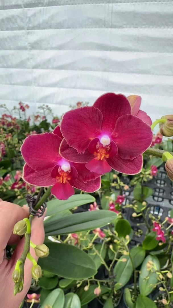 兰屿 LYSLAND【甜心公主】蝴蝶兰鲜花盆栽