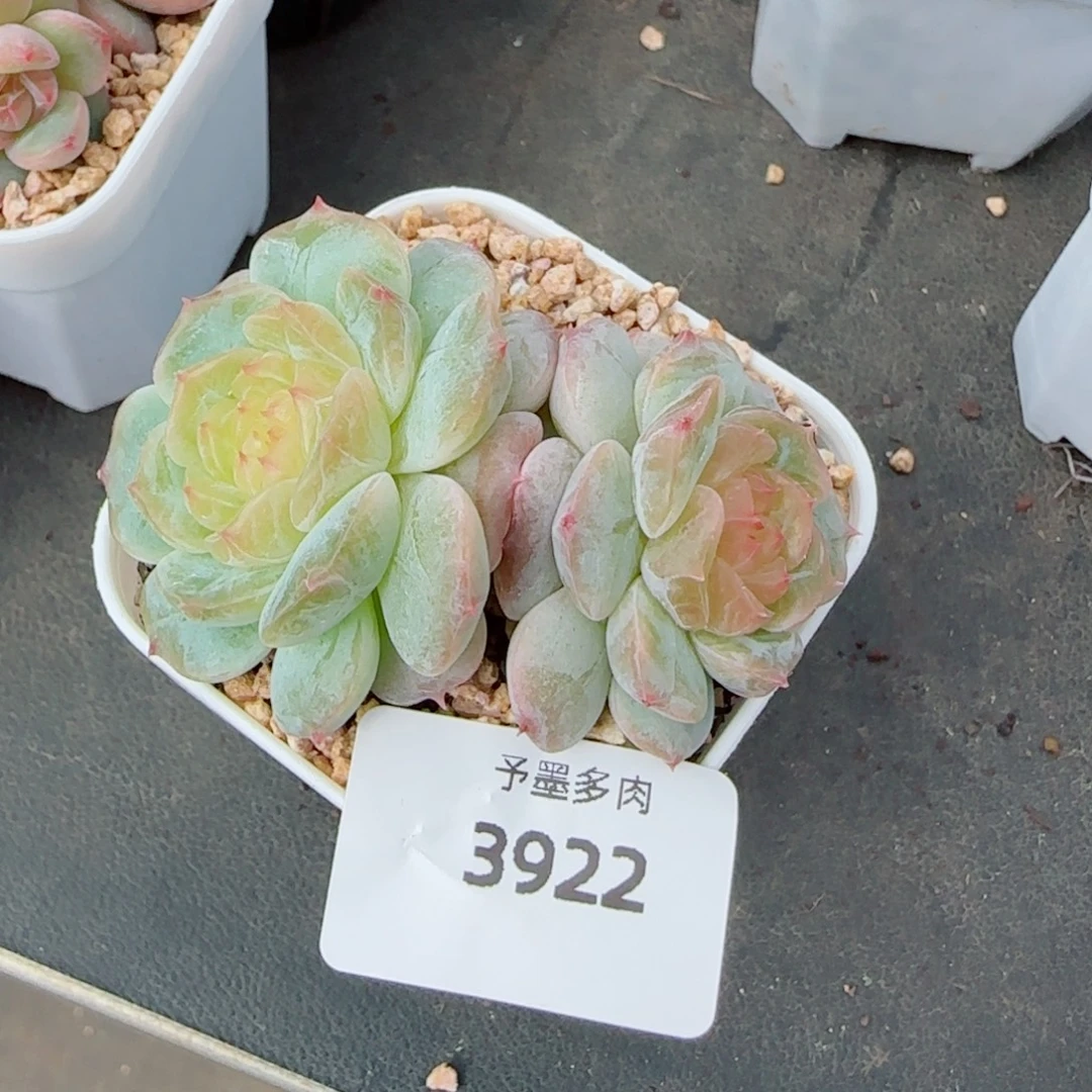 金盏珍妮，3922多肉植物