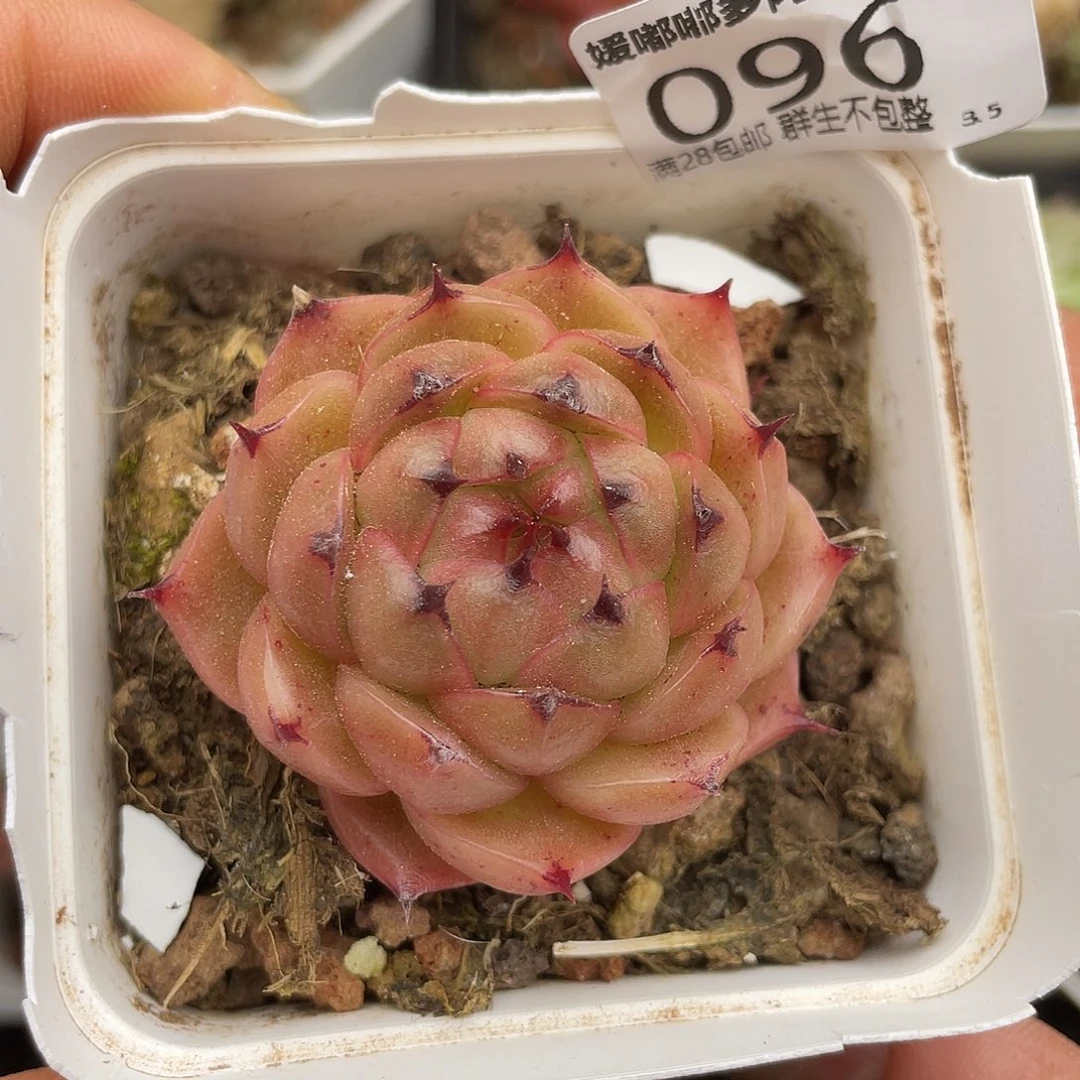 096 3.5一物一拍精品美肉