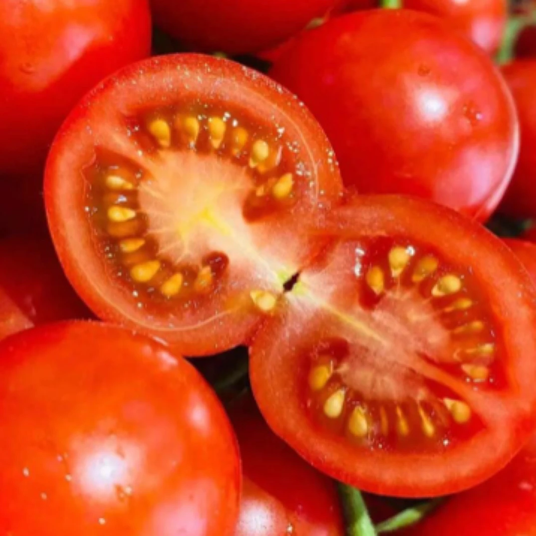 【整装果】樱桃串番茄小番茄约500g番茄同城配串枝番茄山东省