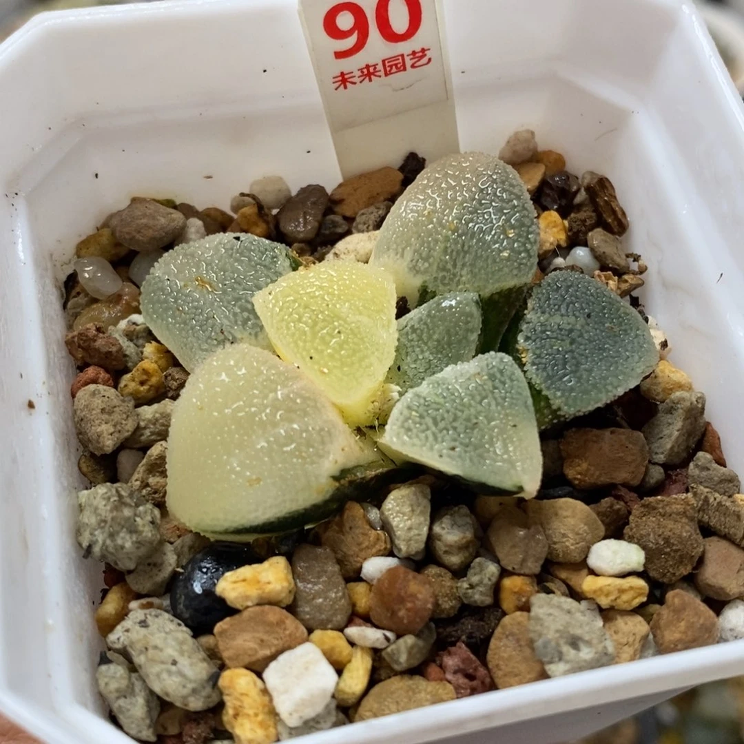 90冰钻磨面寿锦一物一图