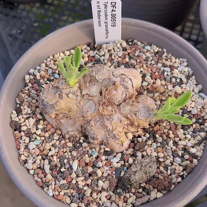 稀有绿花大华锦矮趴趴坨坨