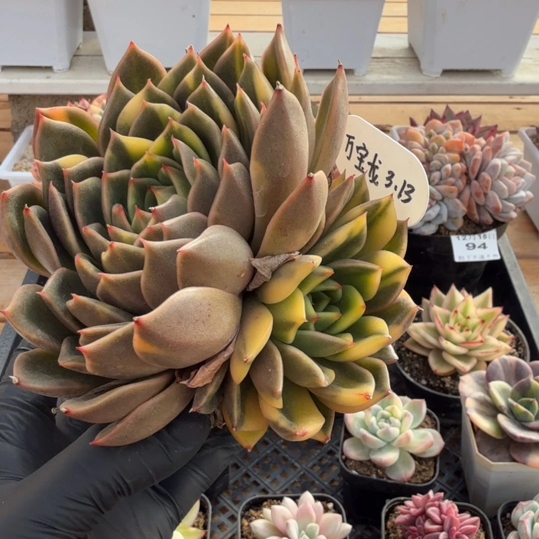 1215/95阿卡斯亚锦