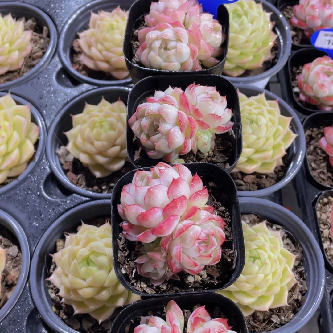 1097号全状态精品女王多头群一个