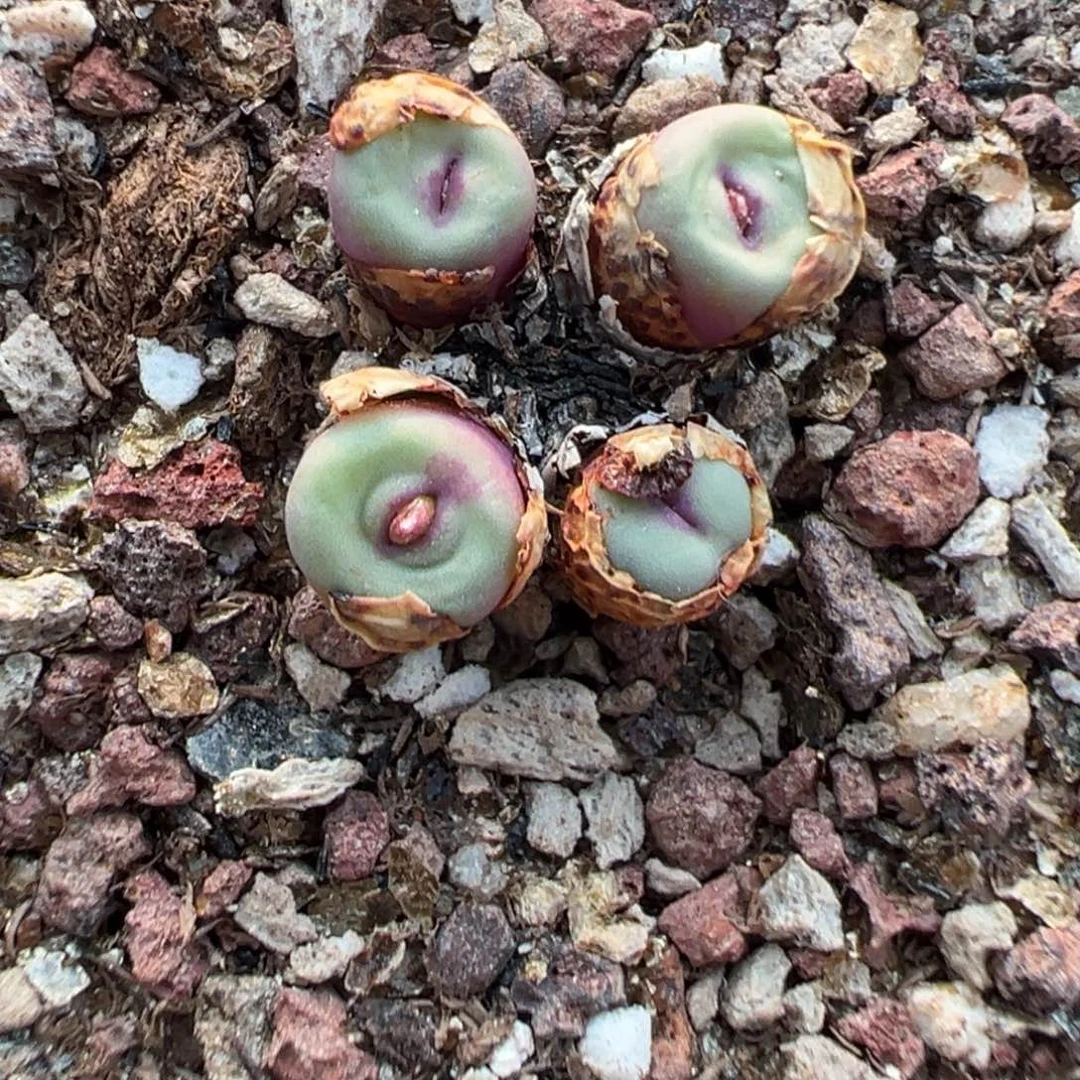 12-192肉锥多肉植物