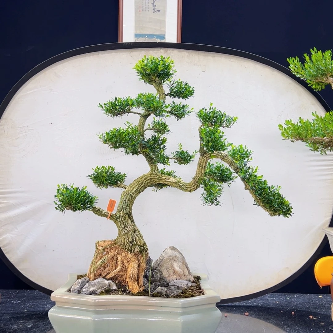 无花朵黄杨盆景四季常绿