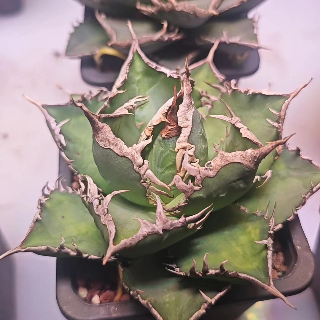 海王仁王冠龙舌兰