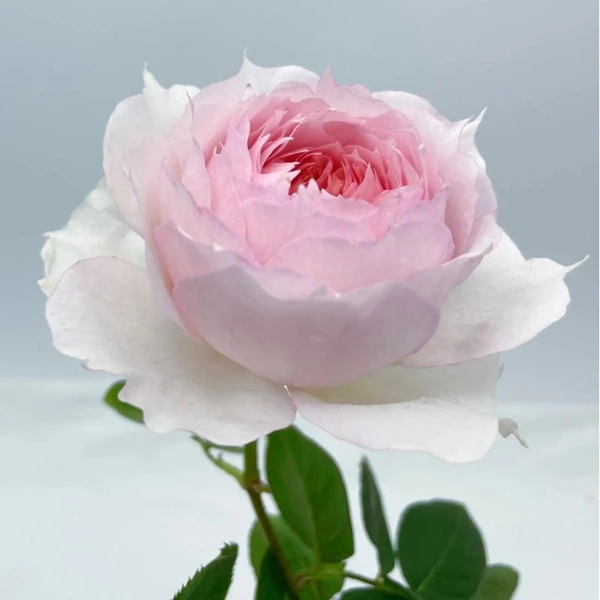 【戴维】精品玫瑰花苗月季盆栽绿植四季开花丰花卉月季花苗