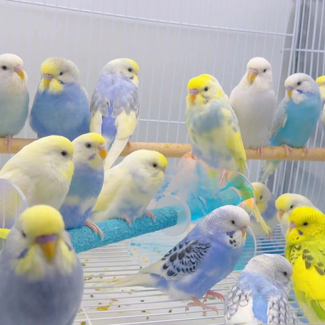 手养金彩鹦鹉特色大头鹦鹉特色小虎皮可教说话活体宠物亲人粘人