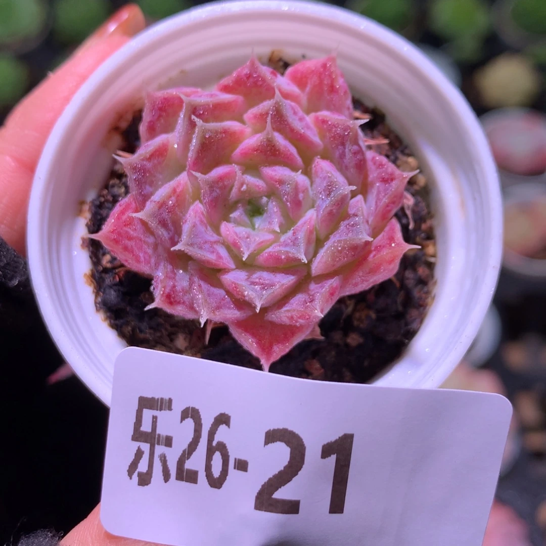 乐然26-21 海琳娜